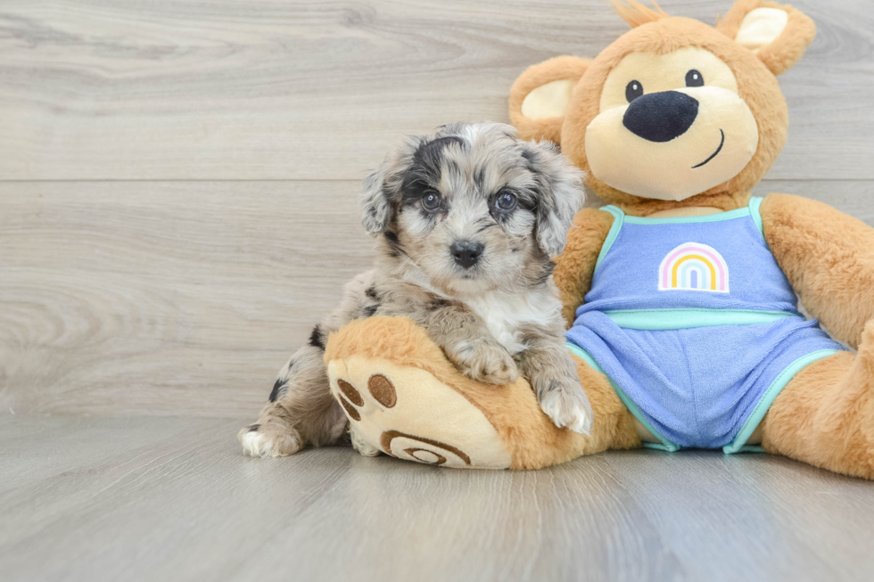 Petite Mini Aussiedoodle Poodle Mix Pup