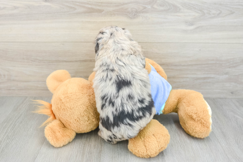 Mini Aussiedoodle Puppy for Adoption