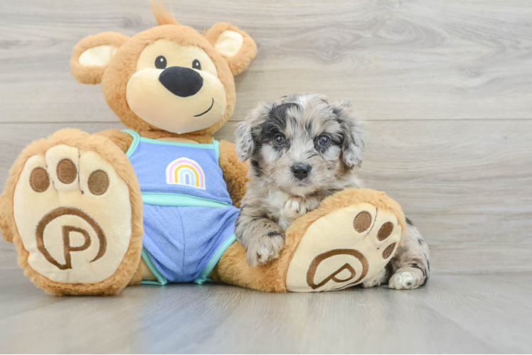 Energetic Aussie Poo Poodle Mix Puppy