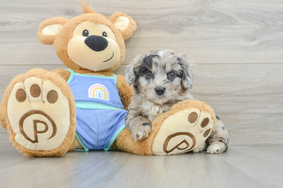 Energetic Aussie Poo Poodle Mix Puppy