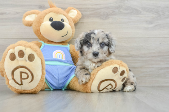 Energetic Aussie Poo Poodle Mix Puppy