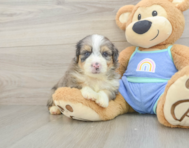 8 week old Mini Aussiedoodle Puppy For Sale - Puppy Love PR