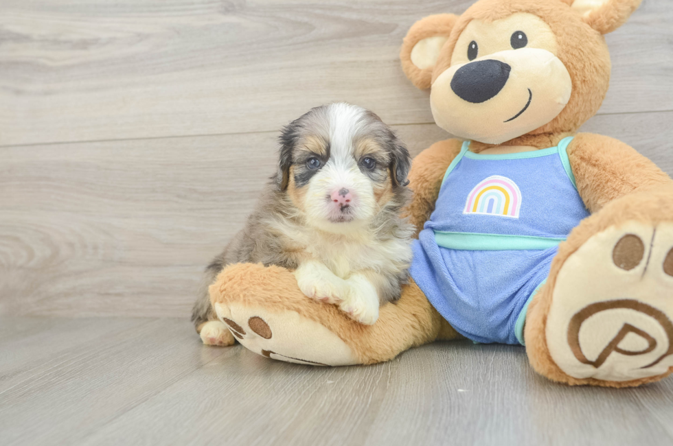 5 week old Mini Aussiedoodle Puppy For Sale - Puppy Love PR