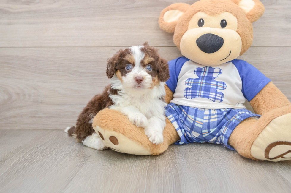 Best Mini Aussiedoodle Baby