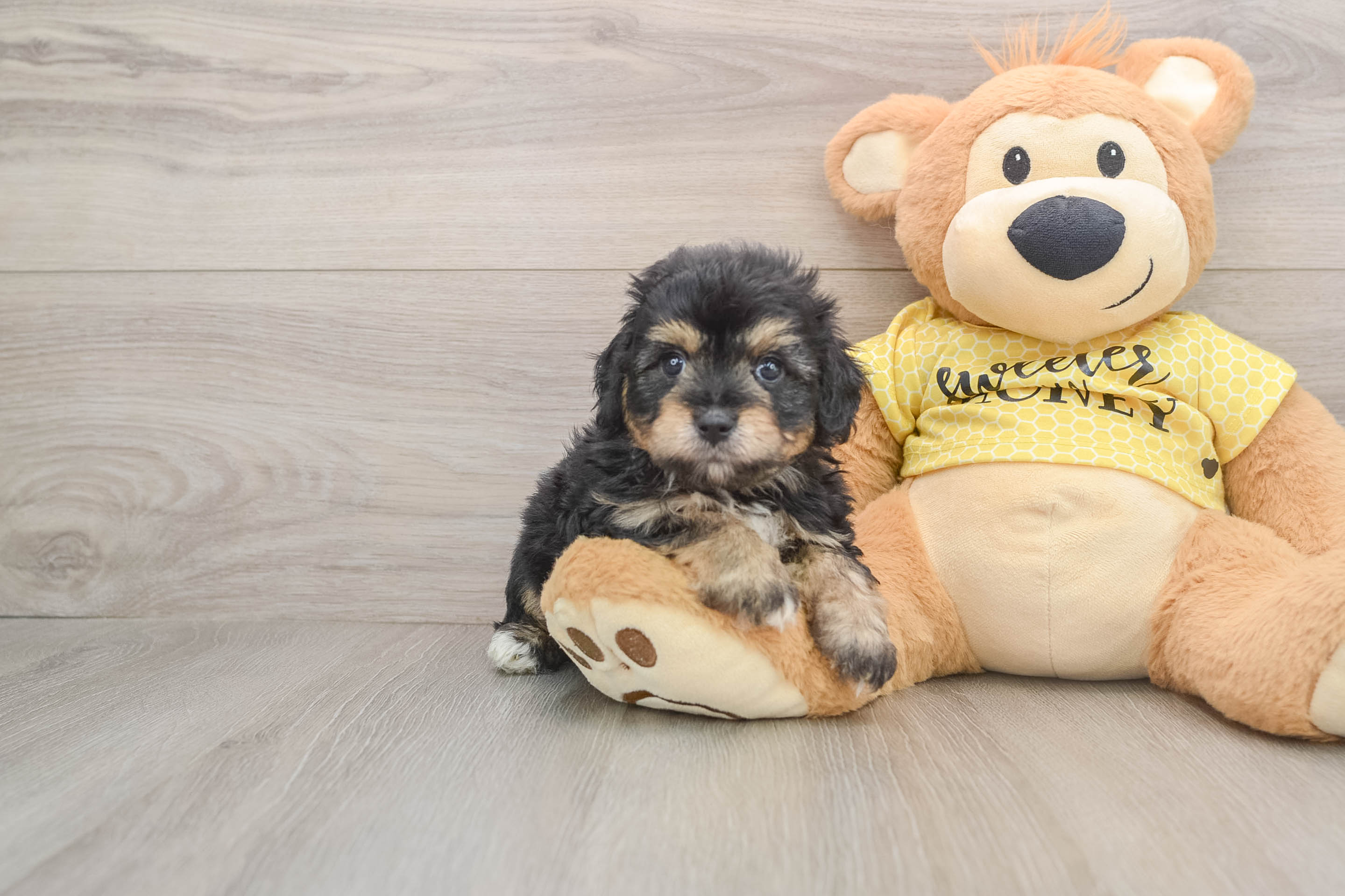 Little Aussiepoo Poodle Mix Puppy