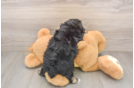 Funny Mini Aussiedoodle Poodle Mix Pup