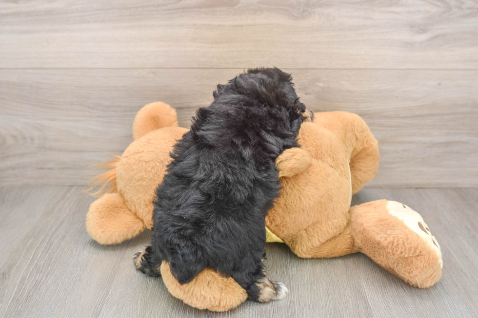 Funny Mini Aussiedoodle Poodle Mix Pup