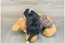 Funny Mini Aussiedoodle Poodle Mix Pup