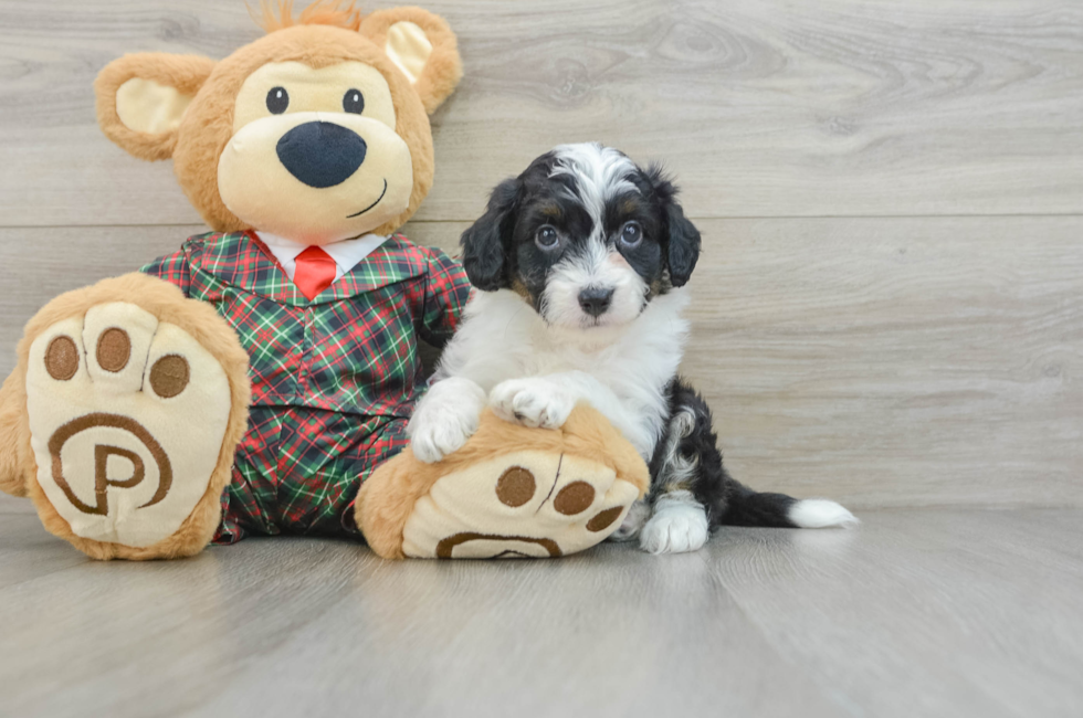 5 week old Mini Aussiedoodle Puppy For Sale - Puppy Love PR