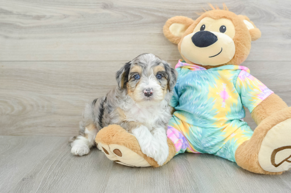 6 week old Mini Aussiedoodle Puppy For Sale - Puppy Love PR