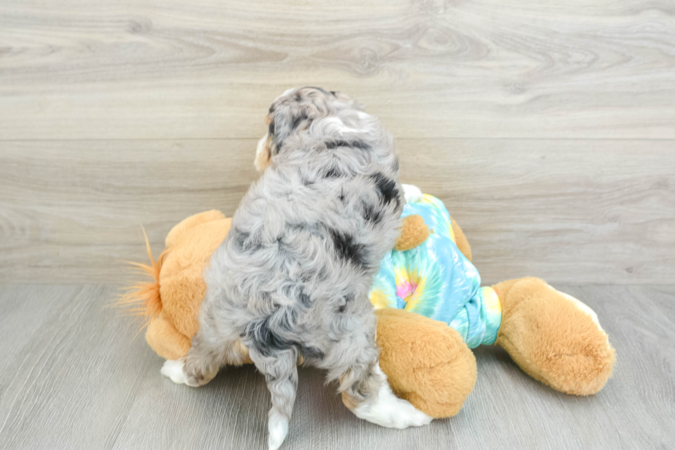 Mini Aussiedoodle Pup Being Cute