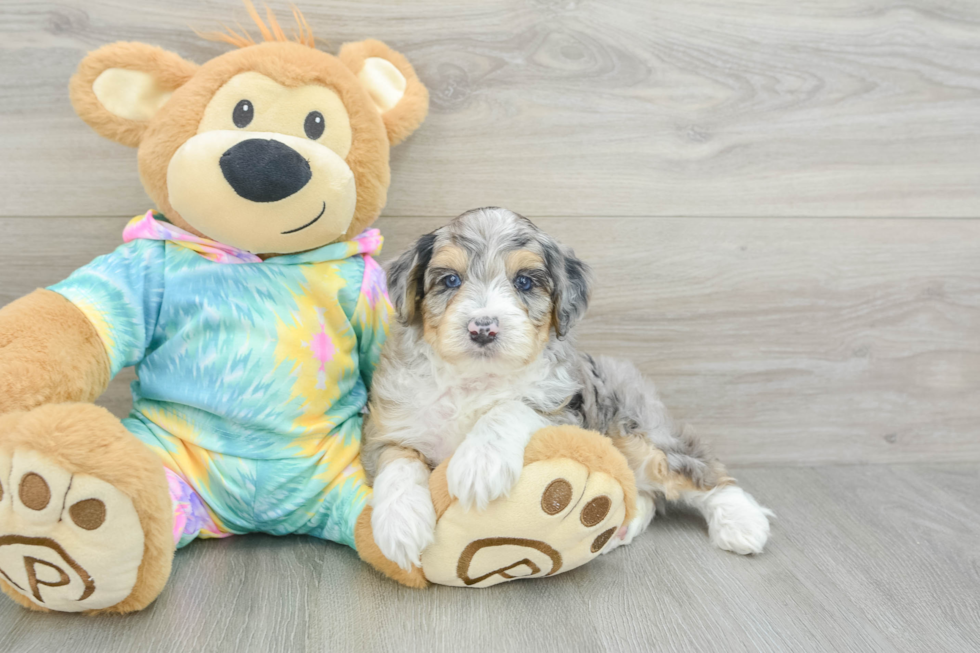 Mini Aussiedoodle Puppy for Adoption