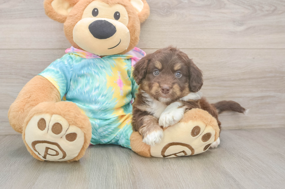 5 week old Mini Aussiedoodle Puppy For Sale - Puppy Love PR