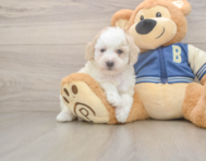 9 week old Mini Aussiedoodle Puppy For Sale - Puppy Love PR
