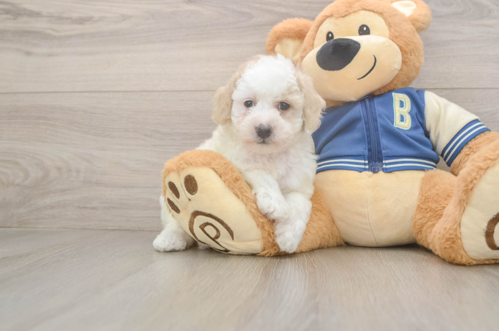 5 week old Mini Aussiedoodle Puppy For Sale - Puppy Love PR