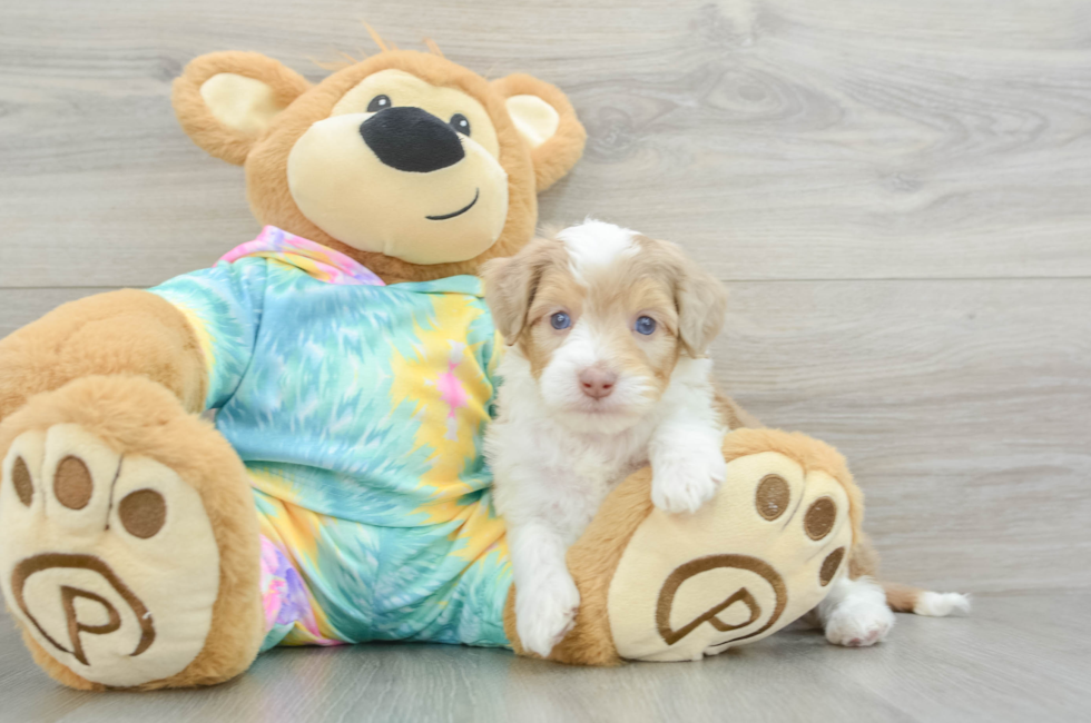 6 week old Mini Aussiedoodle Puppy For Sale - Puppy Love PR