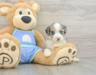 8 week old Mini Aussiedoodle Puppy For Sale - Puppy Love PR