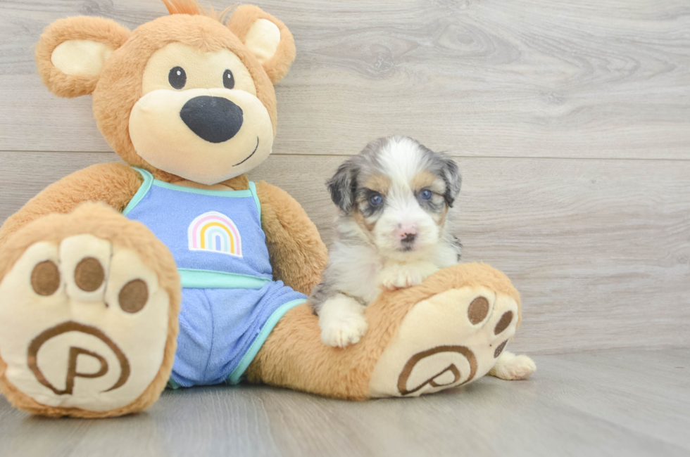 5 week old Mini Aussiedoodle Puppy For Sale - Puppy Love PR