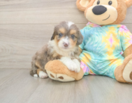 8 week old Mini Aussiedoodle Puppy For Sale - Puppy Love PR