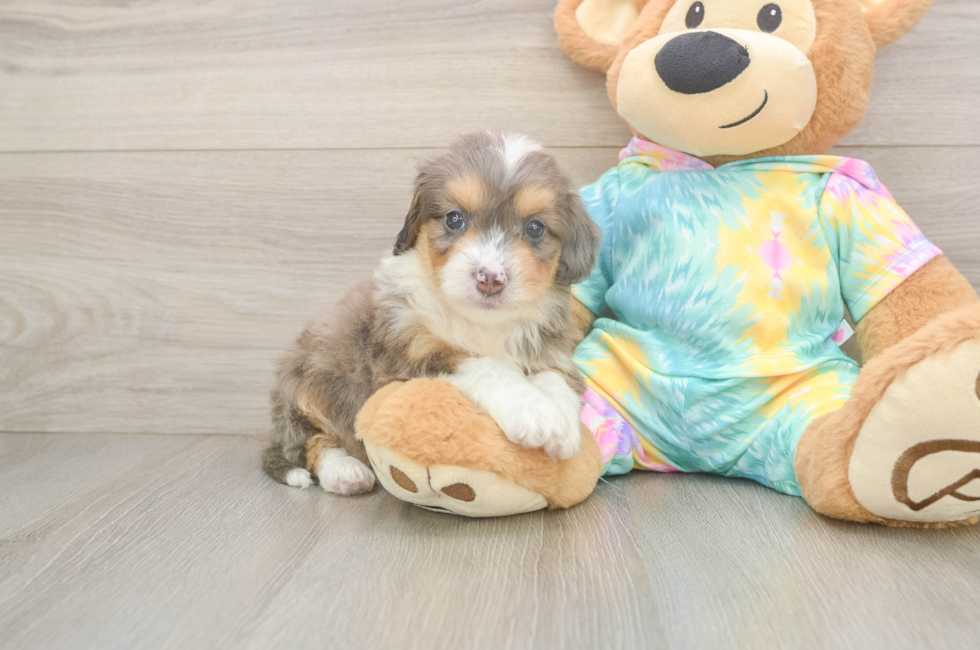 5 week old Mini Aussiedoodle Puppy For Sale - Puppy Love PR