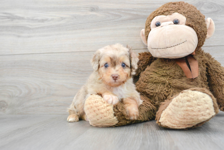 Happy Mini Aussiedoodle Baby