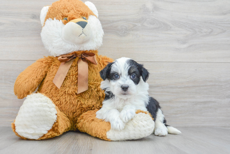Meet Cardi - our Mini Aussiedoodle Puppy Photo 1/3 - Puppy Love PR Best Mini Aussiedoodle Baby