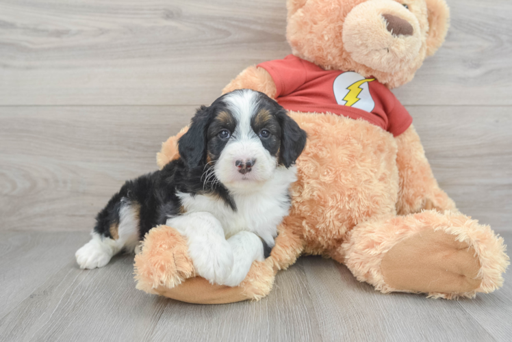 Meet Cardi - our Mini Aussiedoodle Puppy Photo 1/3 - Puppy Love PR Popular Mini Aussiedoodle Poodle Mix Pup