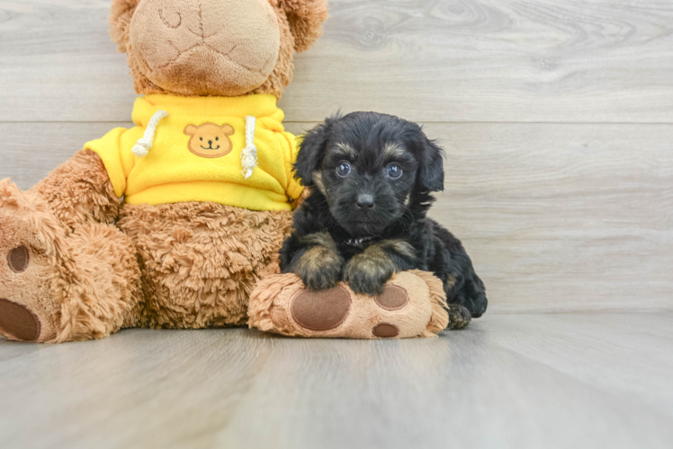 Meet Cardi - our Mini Aussiedoodle Puppy Photo 1/3 - Puppy Love PR Sweet Mini Aussiedoodle Baby