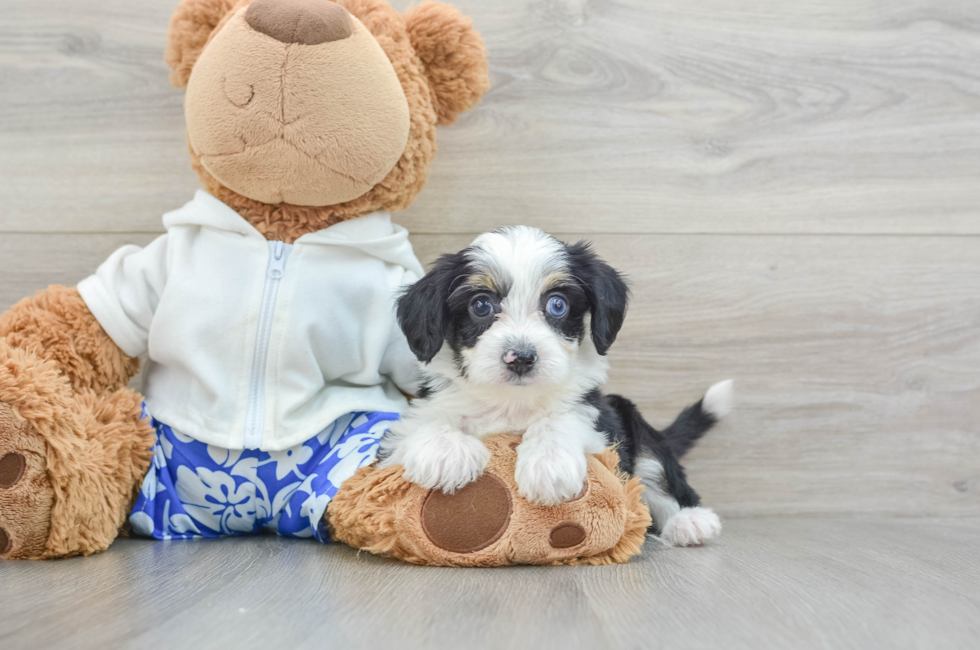 6 week old Mini Aussiedoodle Puppy For Sale - Puppy Love PR