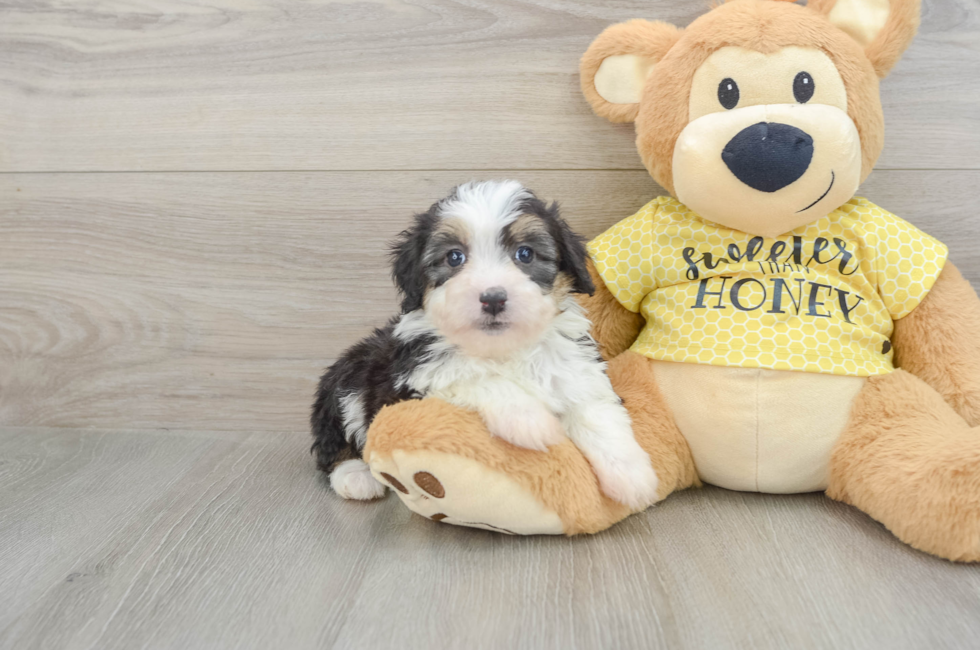 6 week old Mini Aussiedoodle Puppy For Sale - Puppy Love PR