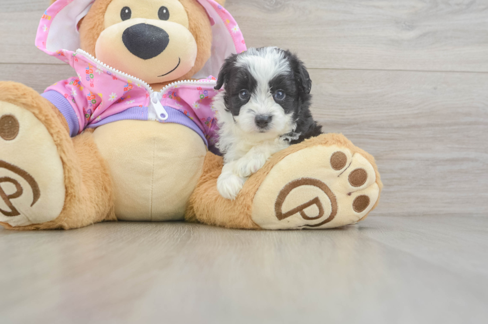 5 week old Mini Aussiedoodle Puppy For Sale - Puppy Love PR