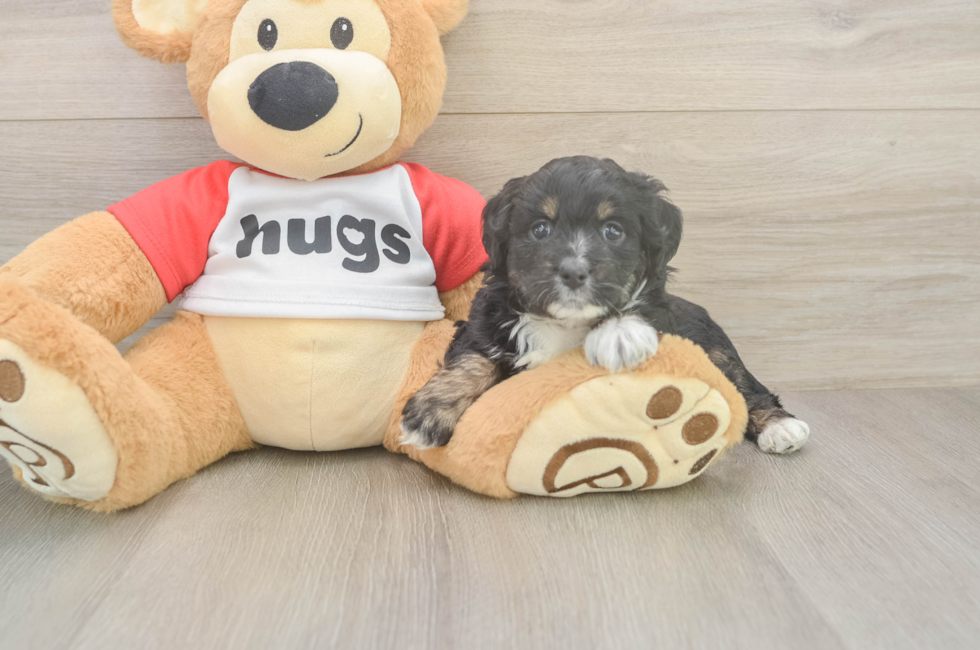 5 week old Mini Aussiedoodle Puppy For Sale - Puppy Love PR