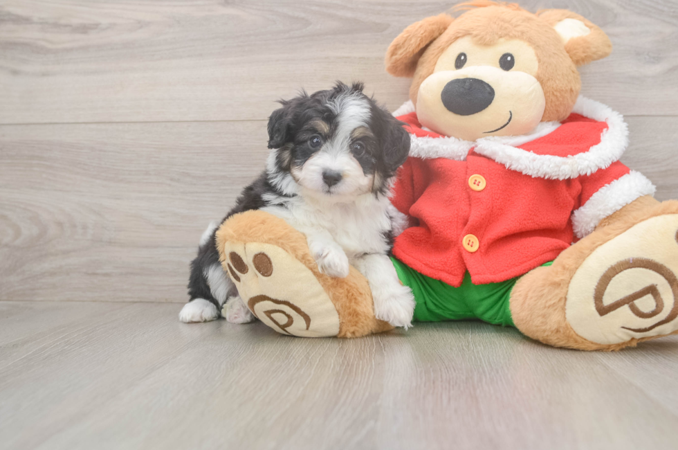 5 week old Mini Aussiedoodle Puppy For Sale - Puppy Love PR