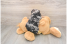 Best Mini Aussiedoodle Baby