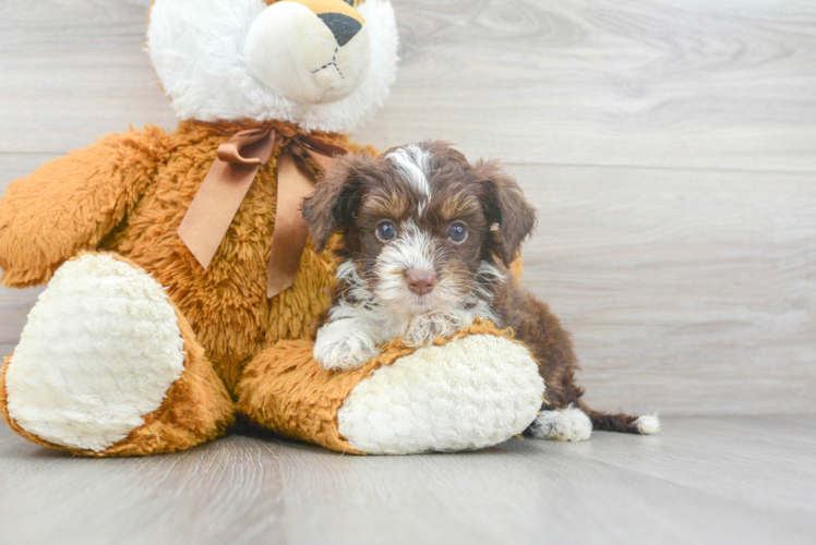 Cute Mini Aussiedoodle Poodle Mix Pup