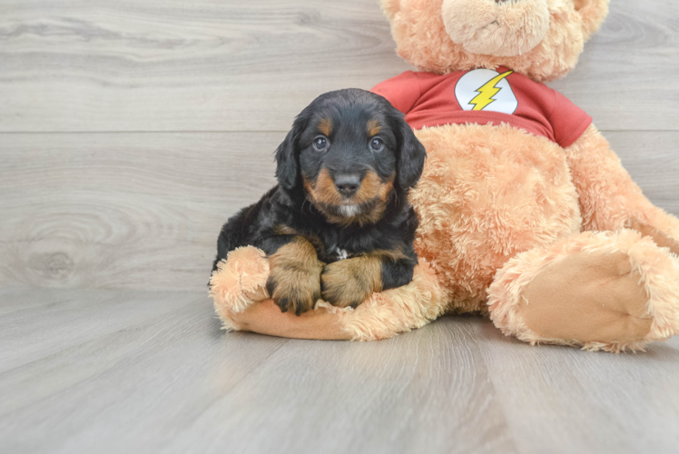 Meet Cartier - our Mini Aussiedoodle Puppy Photo 1/3 - Puppy Love PR Best Mini Aussiedoodle Baby