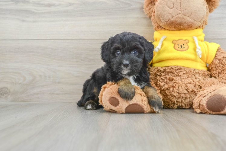 Small Mini Aussiedoodle Baby