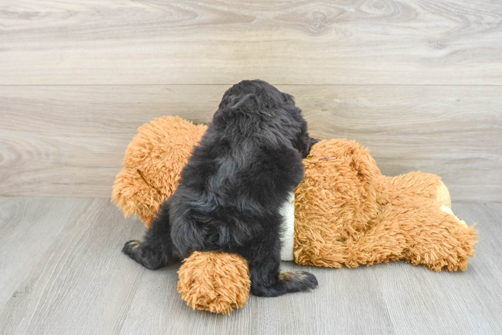 Best Mini Aussiedoodle Baby