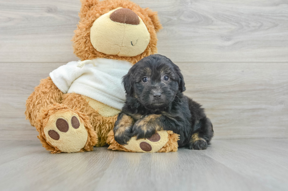 7 week old Mini Aussiedoodle Puppy For Sale - Puppy Love PR