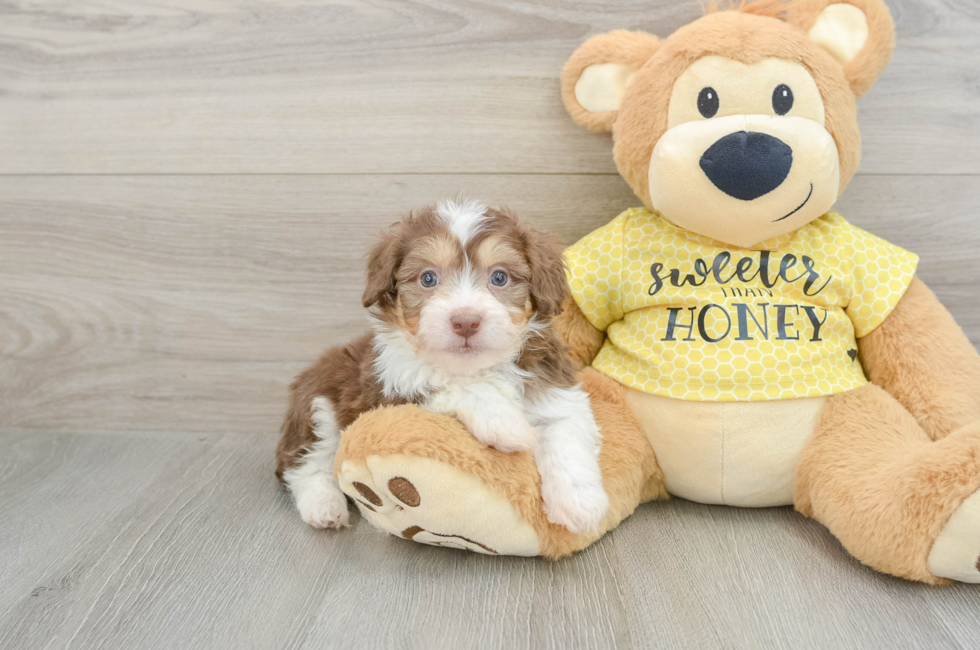 6 week old Mini Aussiedoodle Puppy For Sale - Puppy Love PR