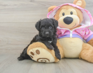 8 week old Mini Aussiedoodle Puppy For Sale - Puppy Love PR