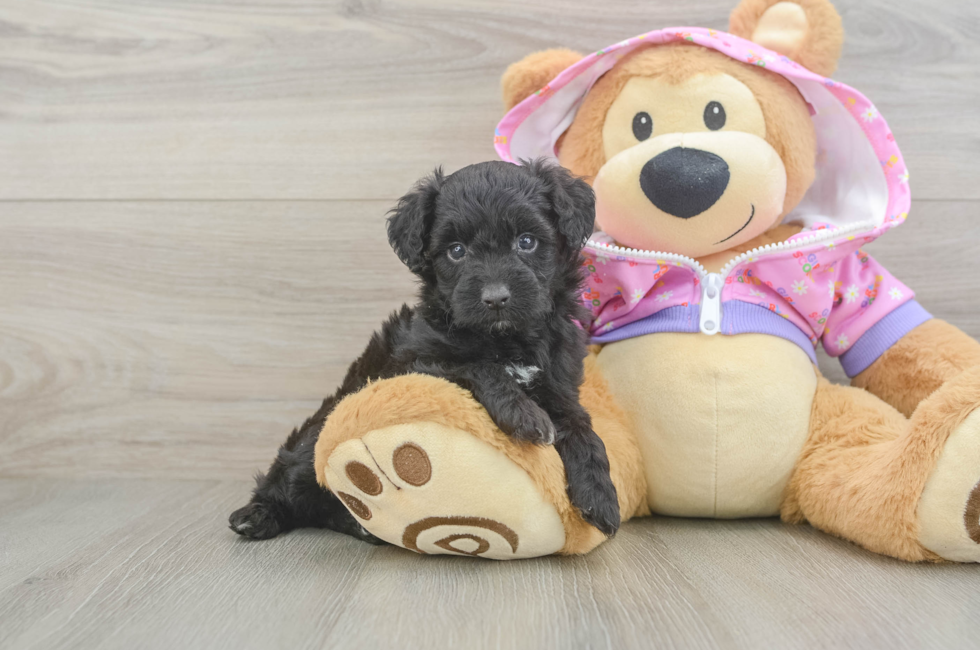 5 week old Mini Aussiedoodle Puppy For Sale - Puppy Love PR