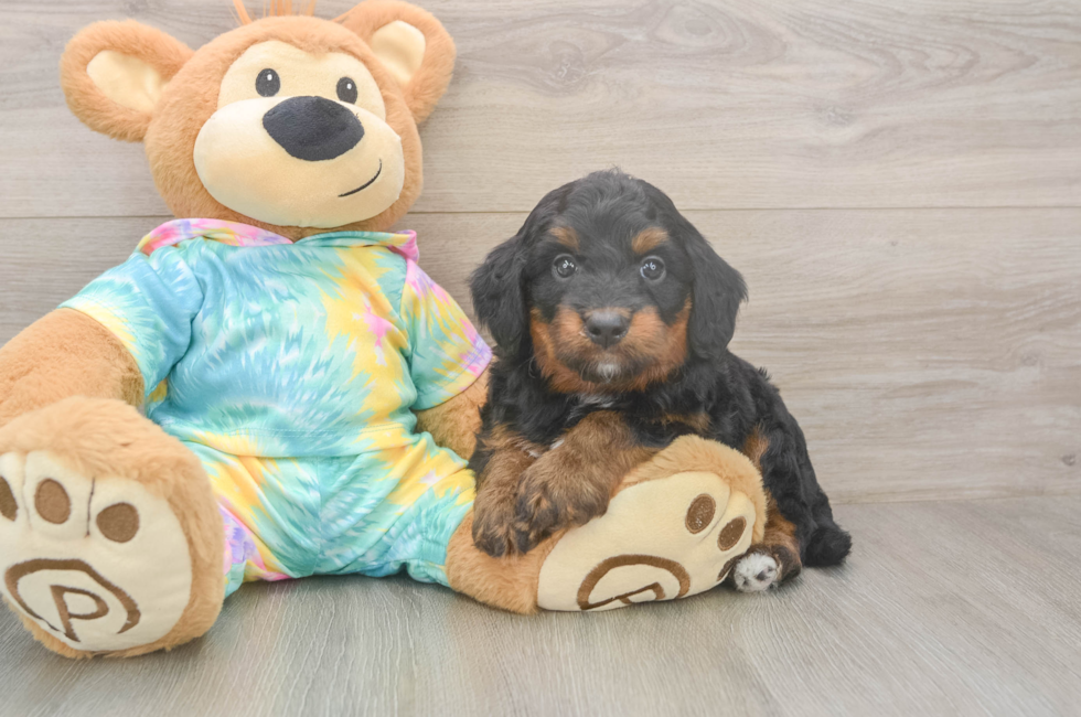 5 week old Mini Aussiedoodle Puppy For Sale - Puppy Love PR