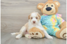 Mini Aussiedoodle Pup Being Cute