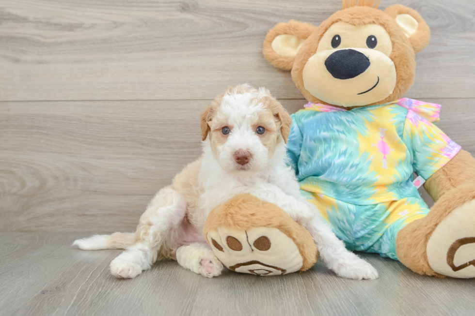 Mini Aussiedoodle Pup Being Cute