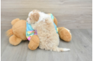 Mini Aussiedoodle Pup Being Cute