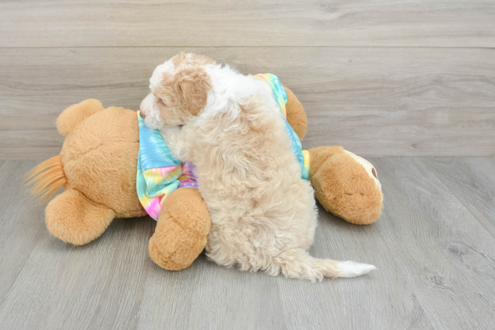 Mini Aussiedoodle Pup Being Cute