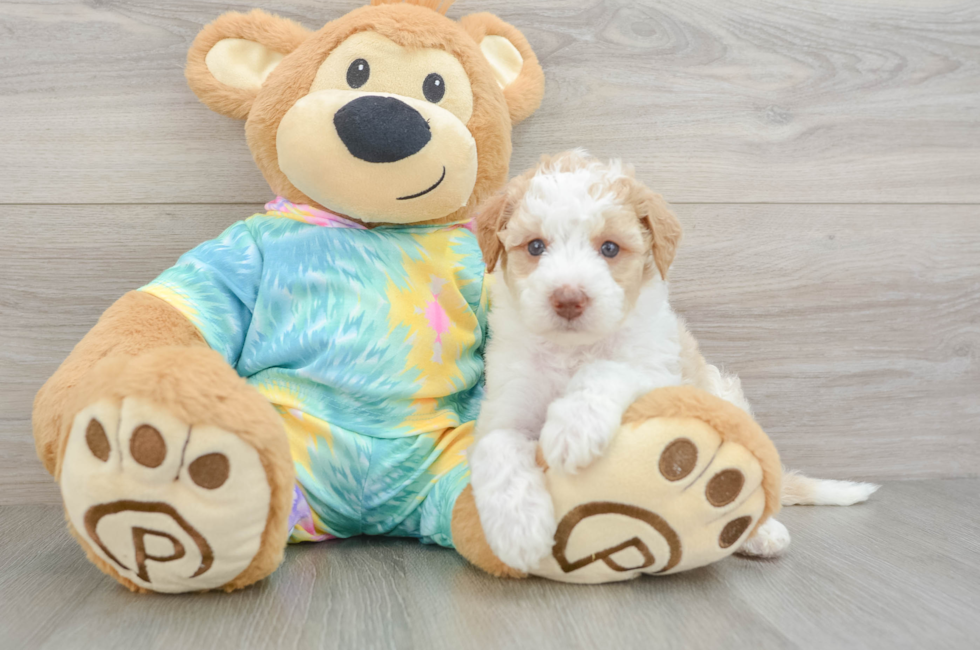 5 week old Mini Aussiedoodle Puppy For Sale - Puppy Love PR