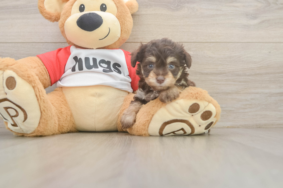 5 week old Mini Aussiedoodle Puppy For Sale - Puppy Love PR