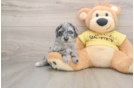 Mini Aussiedoodle Pup Being Cute